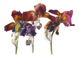 Iris "Action front" by Fiona Strickland, SBA