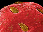 Imagen escaneda por el Microscopio de electrones (SEM) de una fresa.
