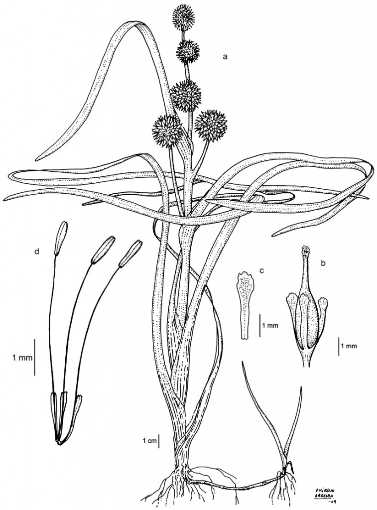 Sparganium angustifolium, dibujo de Marta Chirino Argenta