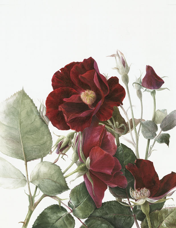 Elaine Searle. Rosa 'Dusky Maiden' Print Size A4. Edition of 25