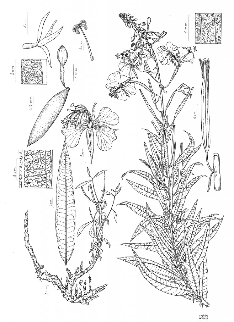 Marta Chirino Epilobium Angustifolium Bybotany Arte Botánico By Marta Chirino 7928