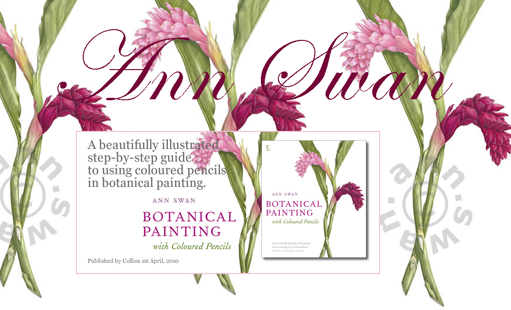 Ann Swan Botanical Artists
