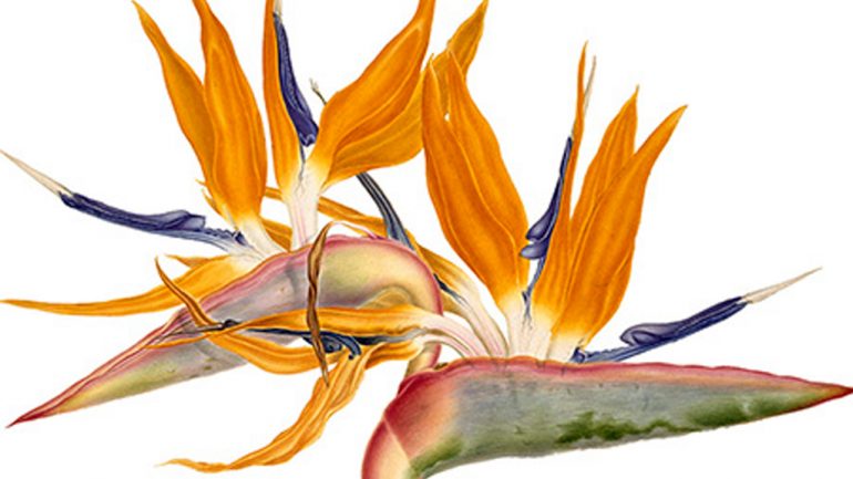 «Blooming Marvellous», Museo de Historia Natural en Tring