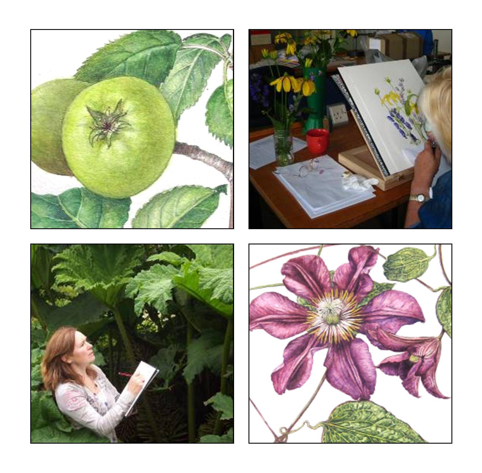 Curso corto de ilustración botánica en el RJBE